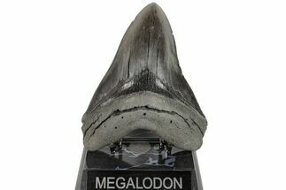 Serrated, Fossil Megalodon Tooth - Collector Quality #204589