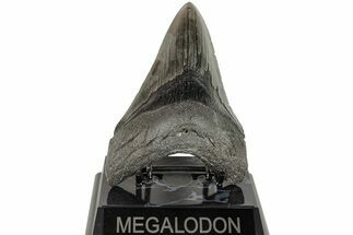 4.95" Fossil Megalodon Tooth - South Carolina - Fossil #204594