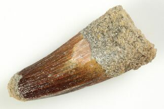 1.45" Real Spinosaurus Tooth - Real Dinosaur Tooth - Fossil #204451