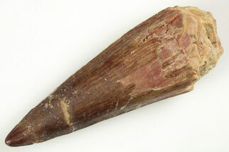 2.36" Real Spinosaurus Tooth - Real Dinosaur Tooth - Fossil #204470