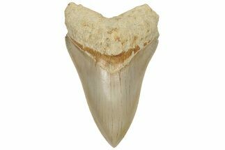 Serrated, Lower Megalodon Tooth - West Java, Indonesia #204842