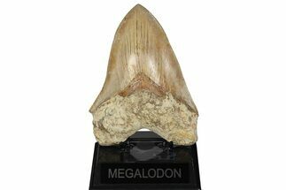 Serrated 6.14" Fossil Megalodon Tooth - Massive Indonesian Meg - Fossil #204846