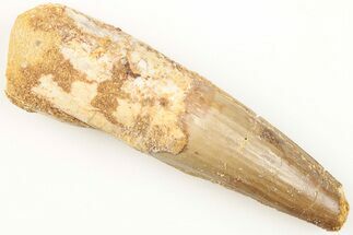 2.43" Real Spinosaurus Tooth - Real Dinosaur Tooth - Fossil #204507