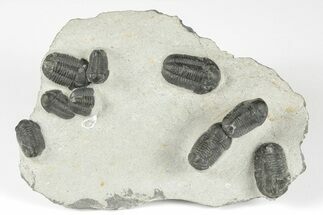 4.5" Cluster Of Eight Gerastos Trilobites - Mrakib, Morocco - Fossil #204429
