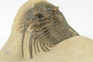 1.3" Spiny Leonaspis Trilobite - Foum Zguid, Morocco - Fossil #204445