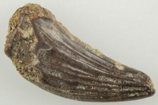 .47" Fossil Raptor (Paronychodon?) Tooth - Montana - Fossil #204173