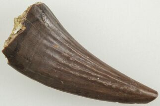 Fossil Raptor (Paronychodon?) Tooth - Montana #204180