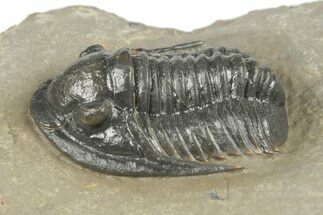 1.15" Dalejeproetus Trilobite - Uncommon Moroccan Proetid - Fossil #204487