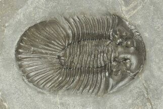 1.65" Beautiful Scabriscutellum Trilobite - Morocco - Fossil #204495