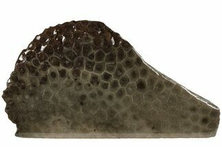 6.9" Free-Standing, Petoskey Stone (Fossil Coral) Section - Michigan - Fossil #204788