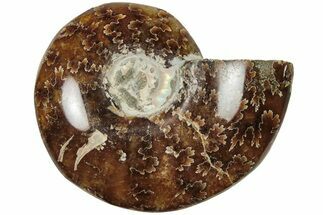Polished Ammonite (Cleoniceras) Fossil - Madagascar #205084