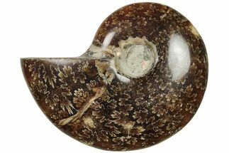 Polished Ammonite (Cleoniceras) Fossil - Madagascar #205085