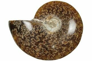 Polished Ammonite (Cleoniceras) Fossil - Madagascar #205086