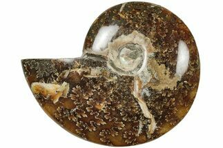 3.35" Polished Ammonite (Cleoniceras) Fossil - Madagascar - Fossil #205097