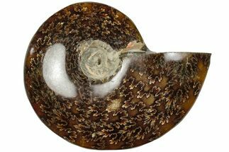 3.7" Polished Ammonite (Cleoniceras) Fossil - Madagascar - Fossil #205101