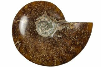 3.6" Polished Ammonite (Cleoniceras) Fossil - Madagascar - Fossil #205103