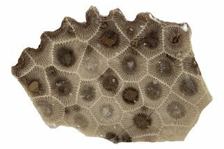 Polished Petoskey Stone (Fossil Coral) Slab - Michigan #204805