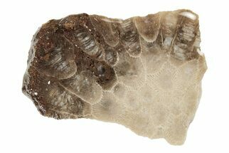 2.7" Polished Petoskey Stone (Fossil Coral) Slab - Michigan - Fossil #204809