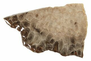 3.2" Polished Petoskey Stone (Fossil Coral) Slab - Michigan - Fossil #204815