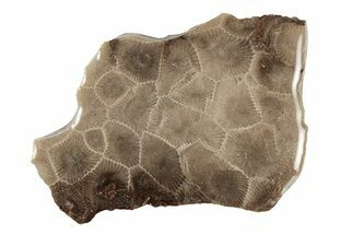 Polished Petoskey Stone (Fossil Coral) Slab - Michigan #204837