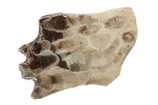 Polished Petoskey Stone (Fossil Coral) Slab - Michigan #204845