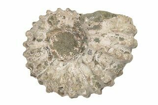 Bumpy Ammonite (Douvilleiceras) Fossil - Madagascar #205025