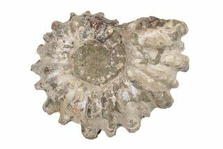 Bumpy Ammonite (Douvilleiceras) Fossil - Madagascar #205031