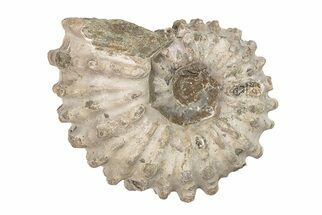 Bumpy Ammonite (Douvilleiceras) Fossil - Madagascar #205033