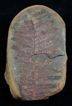 / Inch Fern Fossil From Mazon Creek #2150