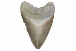 Serrated, 4.43” Fossil Megalodon Tooth - Aurora, North Carolina - Fossil #205625