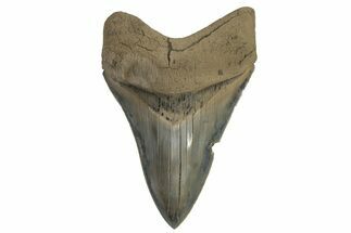 Serrated, 4.43” Fossil Megalodon Tooth - Aurora, North Carolina - Fossil #205626