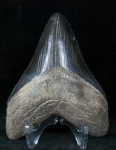 Megalodon Tooth - Medway Sound, Georgia #12826