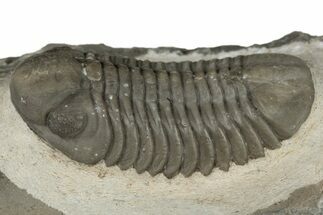 Austerops Trilobite - Jorf, Morocco #204302