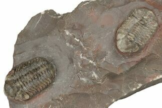 Two Austerops Trilobites On Colorful Rock - Jorf, Morocco  - Fossil #204305