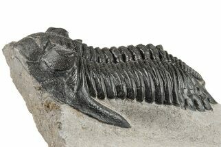 2.2" Detailed Hollardops Trilobite - Nice Eye Facets - Fossil #204242