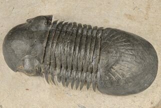 2.7" Detailed Paralejurus Trilobite - Atchana, Morocco - Fossil #204244