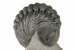 2.2" Curled Morocops Trilobite Fossil - Excellent Detail - Fossil #204249