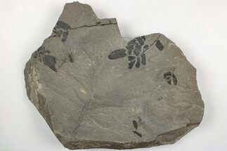 6" Pennsylvanian Fossil Fern (Neuropteris) Plate - Kentucky - Fossil #205647