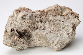 Ordovician Monoplacophoran (Gayneoconus) - Missouri #204290