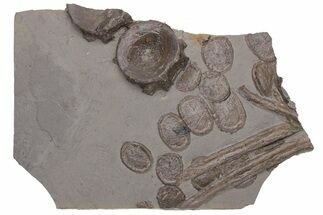 Fossil Ichthyosaur (Eurhinosaurus) Bone Plate - Germany #206129
