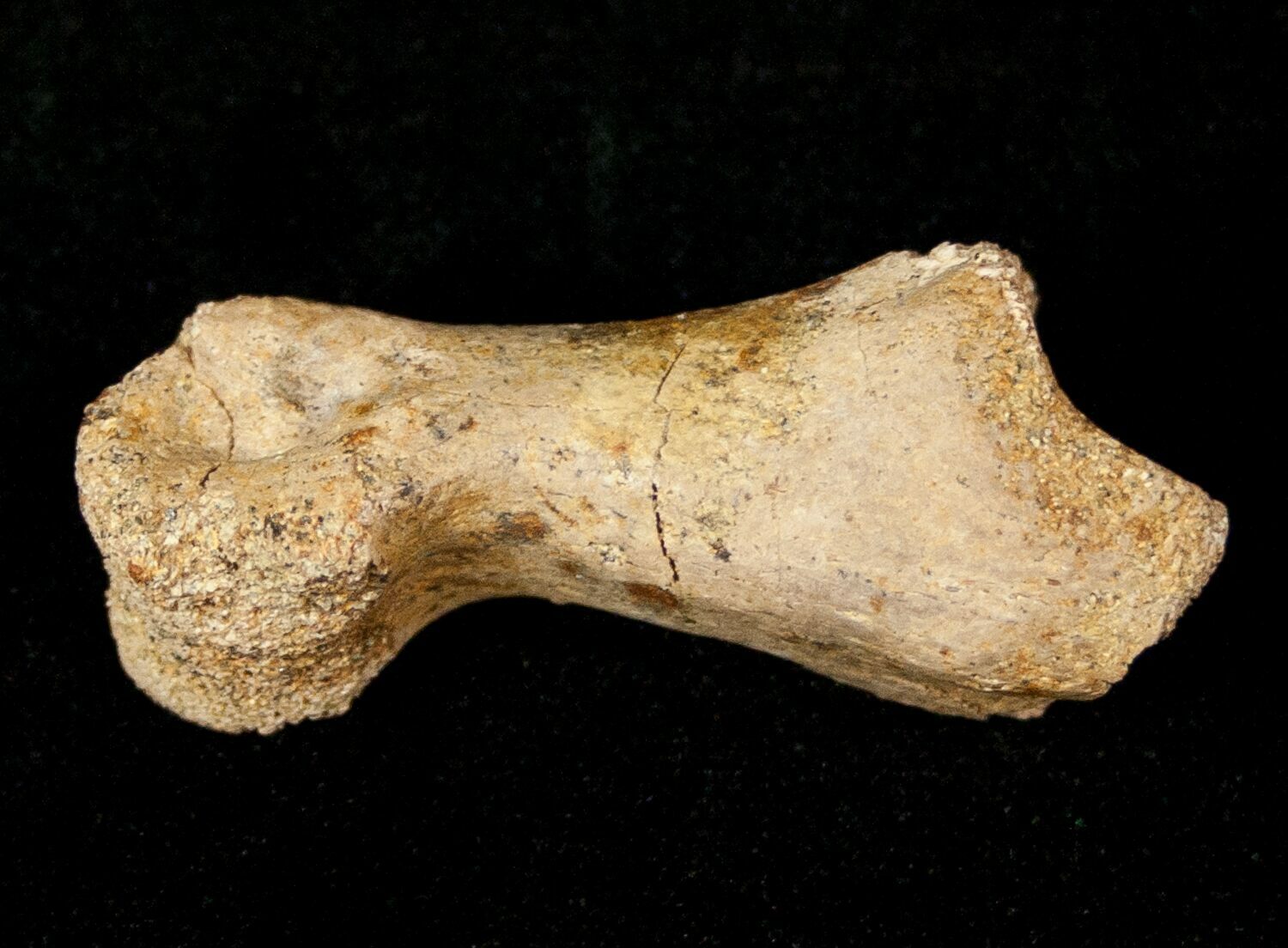 dinosaur toenail fossil