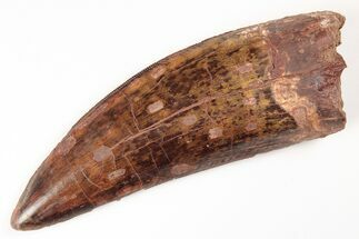 Serrated, Carcharodontosaurus Tooth - Enormous Tooth! #206274