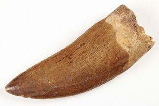 Serrated, Carcharodontosaurus Tooth - Awesome Dino Tooth! #206290
