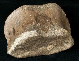 Edmontosaurus Sacral Vertebrae - Montana #12689