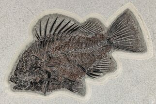 Fossil Fish (Priscacara) - Top Quality Specimen! #206441
