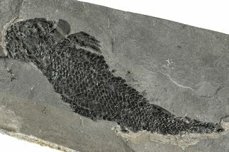 Devonian Lobe-Finned Fish (Osteolepis) - Scotland #206433