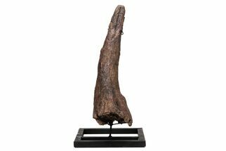 Fossil Triceratops Brow Horn - Montana #206508