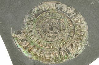 Iridescent Ammonite (Caloceras) - England #206439