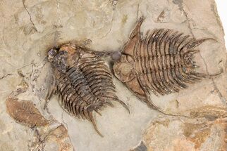 Two Well Prepared Foulonia Trilobites - Fezouata Formation #206440