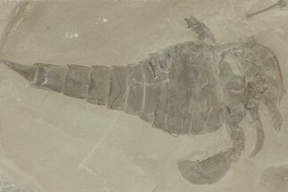 Eurypterus (Sea Scorpion) Fossil - New York #206614